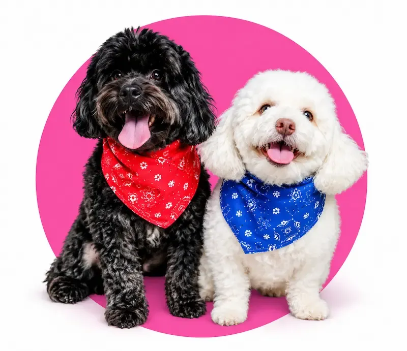 Two happy dogs wearing red and blue bandanas after grooming at Rose’s Grooming House