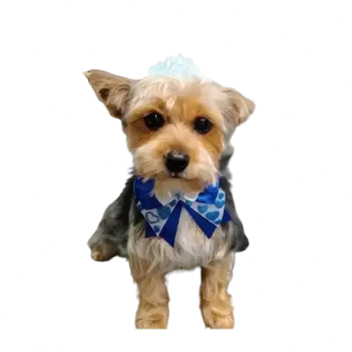 Yorkshire terrier with a blue bow after grooming at Rose’s Grooming House