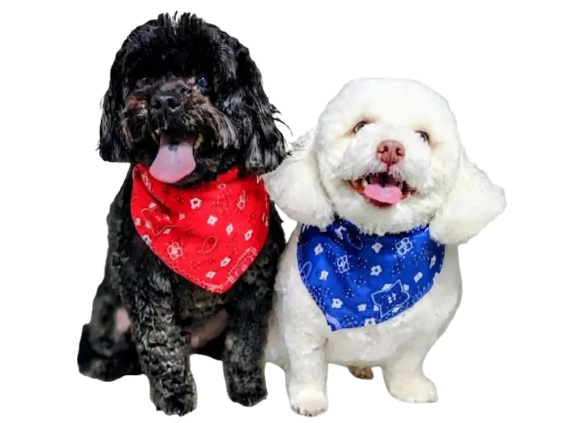 Dos perros recién arreglados con pañuelos rojo y azul