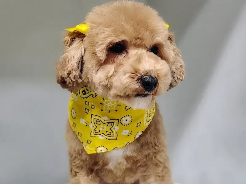 Perro feliz después del grooming en Rose’s Grooming House, foto 1