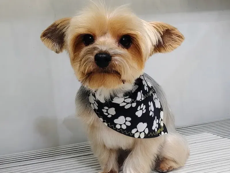 Perro feliz después del grooming en Rose’s Grooming House, foto 2