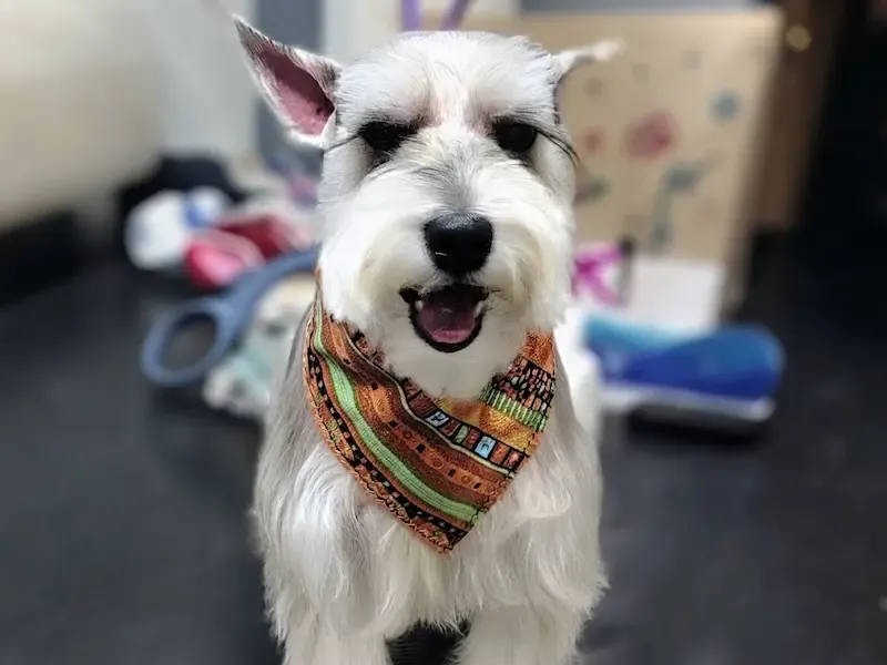 Perro feliz después del grooming en Rose’s Grooming House, foto 3