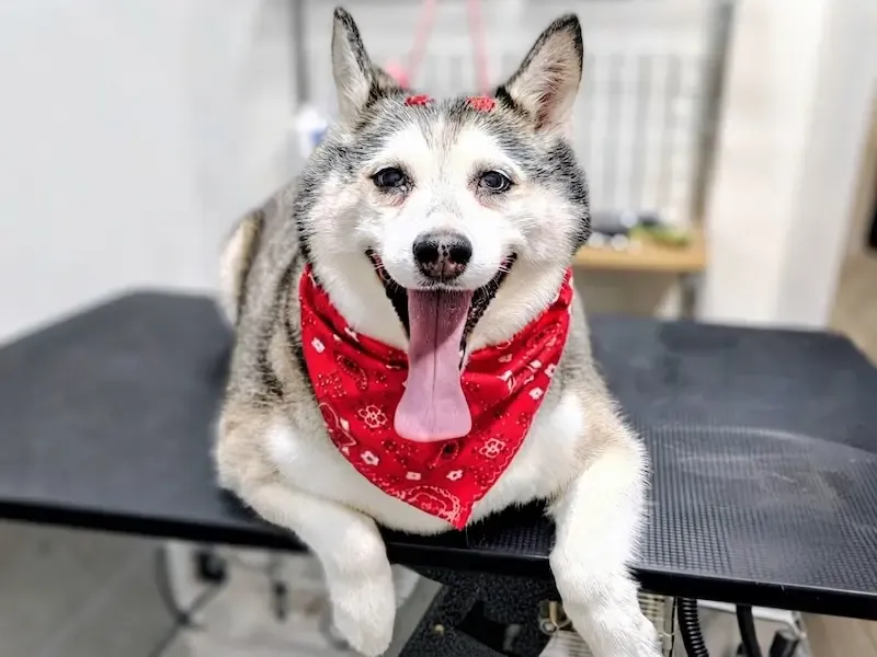 Perro feliz después del grooming en Rose’s Grooming House, foto 5