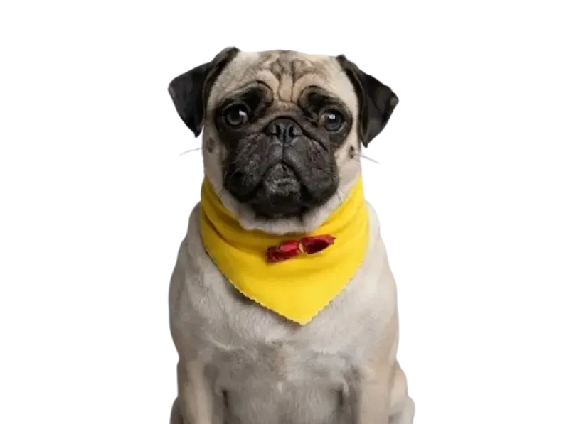 Pug recién arreglado con un pañuelo amarillo y un moño rojo
